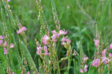 In the meadow among the herbs blooms sainfoin (onobrychis).
