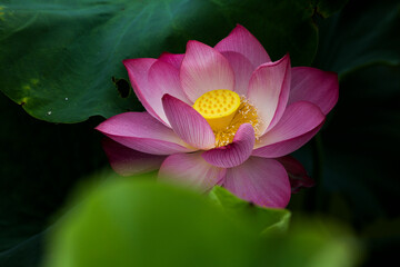 pink lotus close up with leaves