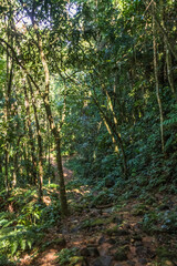 Dirt road in the brazilian forest