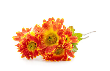 Bouquet of beautiful chrysonthem.