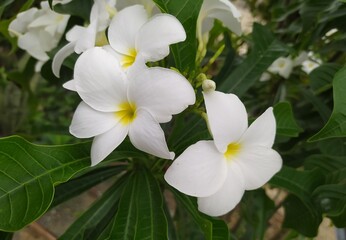 white frangipani flowers