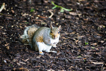 Grey Squirrel (Sciurus carolinensis)