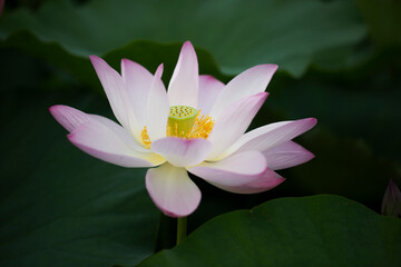Mostly white lotus flower with a bit of pink on the tip close up with leaves