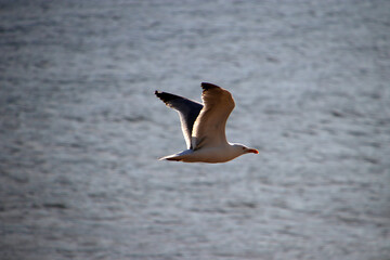 Seagull flying over the shore
