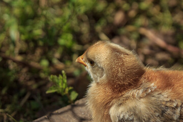 Yellow fluffy farm chicken bird baby chick