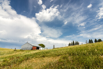 Bright blue sky and soaring clouds over clover in a North Dakota pasture on a farm near Mandan.
