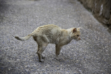 Stray cats eating on the street