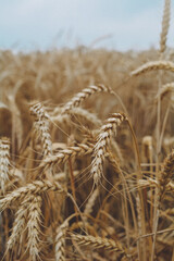 golden wheat field