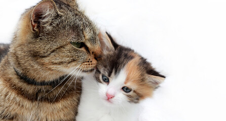 Fototapeta na wymiar banner. Mom cat and kitten gray mom cat takes care of her baby kitten white red color. conceptual image of love and care