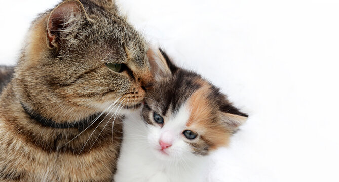 banner. Mom cat and kitten gray mom cat takes care of her baby kitten white red color. conceptual image of love and care