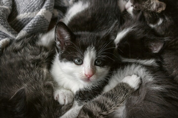 close up of a litter of cute tuxedo kittens 