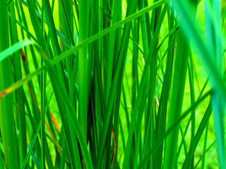 Fototapeta premium Long Grass Blades