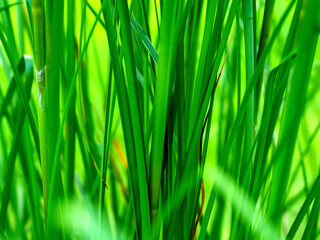 Fototapeta premium Green Grass