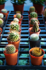 Small decorative pots with flowers cacti. View from above. Decor with fresh flowers. Home Flowers