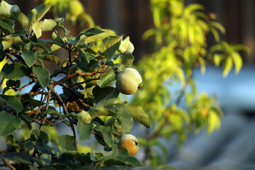 not ripe quince fruit