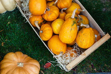Decorative orange pumpkins on display at the farmers market. Orange ornamental pumpkins in sunlight. Harvesting and Thanksgiving concept.