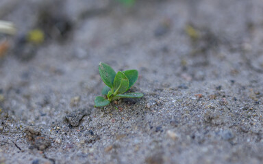 Green new spring plant leafs