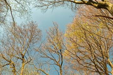 The beginning of spring - deciduous buds on trees.