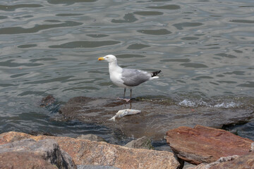 a herring gull perched on a rock with a dead fish in front of him on the shore of the Husdson River