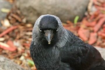 A close up of a serious looking jackdaw watching straight to the camera.