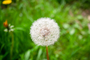 pollen flower with bright spring colours. Beautiful White Dandelion On A Lawn