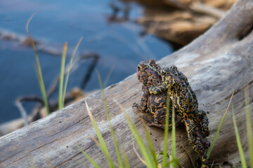 View of two american toads on a log, in Canada