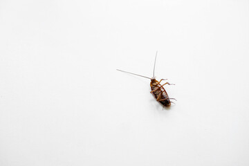 Cockroach on a white kitchen table close up