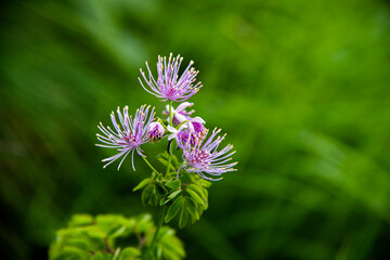 Thalictrum aquilegiifolium zero