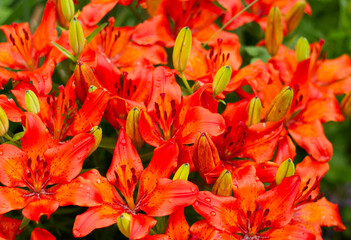 Close up of blooming orange lilies