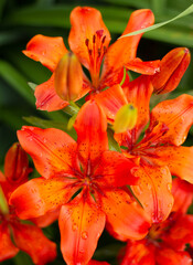Close up of blooming orange lilies