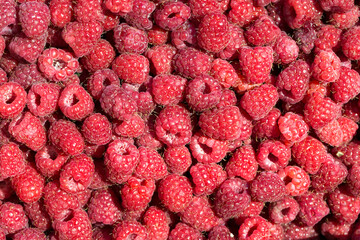 Macro photo of fresh raspberries. Background patern of sweet red raspberries.