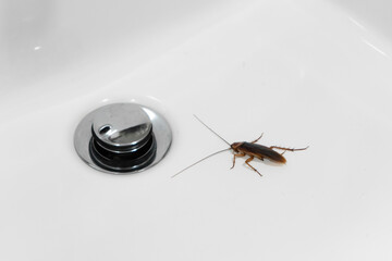 Cockroach in the bathroom on the sink. The problem with insects.