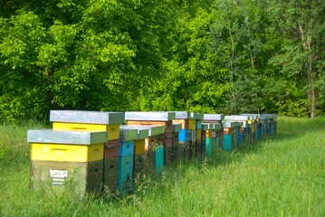 Hive in a meadow