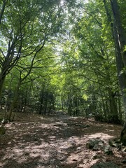 Marguareis Natural Park: path through the woods