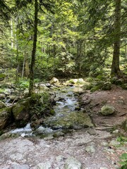 Marguareis natural park: stream in the woods. Piedmont, Italy