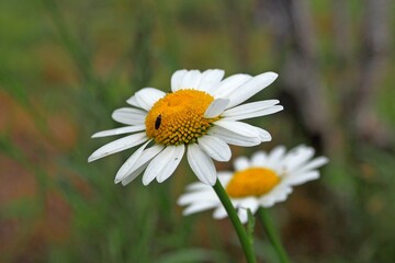 Fototapeta premium Chamomile blooming with an insect on it. The season for collecting pollen nectar by insects from flowers.