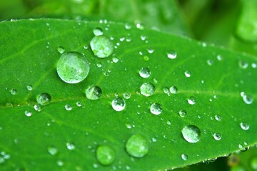 A large Dewdrops on a green leaf. Leaves with water drops macro.