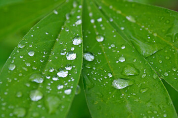 A large Dewdrop of rain on a green leaf. Leaves with a drop of water macro.
