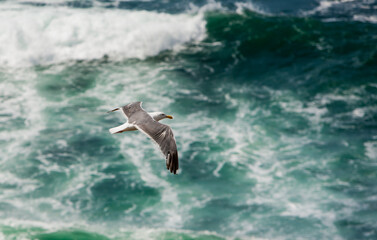 A california Gull (seagull) in flight over a stormy sea, newport, Oregon.