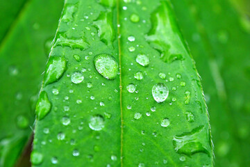 Dewdrops on a fresh leaf after a rain. Leaves with a drop of water macro.