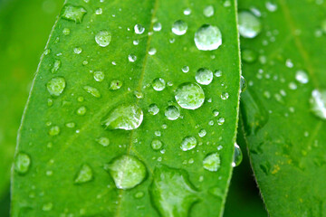 Dewdrops on a green leaf after a rain. Leaves with a drop of water macro.