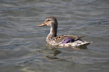 Kaczka w jeziorze Lubuskie