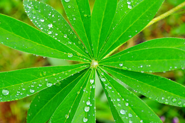 Raindrops on green leaves after the rain. Leaves with a drop of water macro.