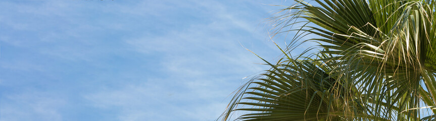 Branches of date palms under blue sky in Summer