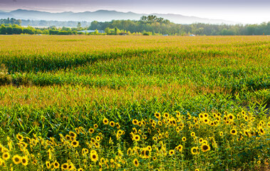 A corn field with sunflowers growing around he perimeted of the field