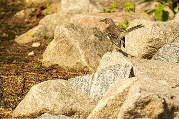 A Northern Mockingbird Perched on a Rocky Hill