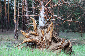 A centered shot of the root of an old tree torn from the ground by a strong wind.