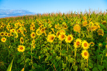 A corn field with sunflowers growing around he perimeted of the field