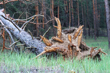 The roots of a tree lying on its side torn by a hurricane from the soil in the rays of a sunny sunset
