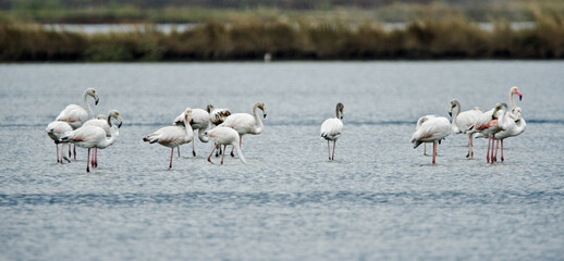Flamingos photographed in an abandoned salt pans of Ulcinj in Montenegro